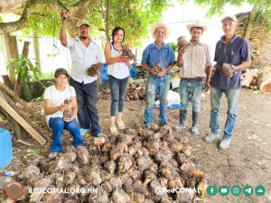9 2025 05 15 5600 Cormos de plátano entregados