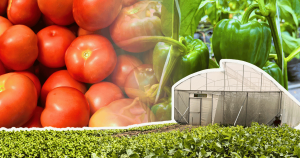 venta tomate