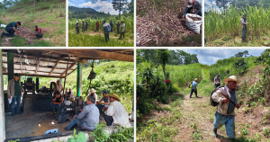 panela